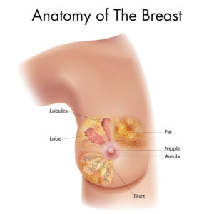 anatomy of the breast